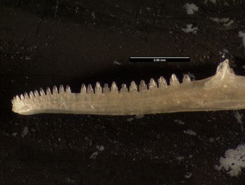 Media type: image;   Herpetology R-152481